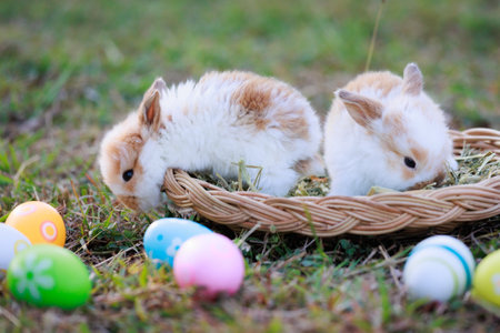 Lovely bunny fluffy baby rabbits with a basket full of colorful easter eggs in the garden. Easter Bunny on a egg hunt. Easter day symbol.の写真素材