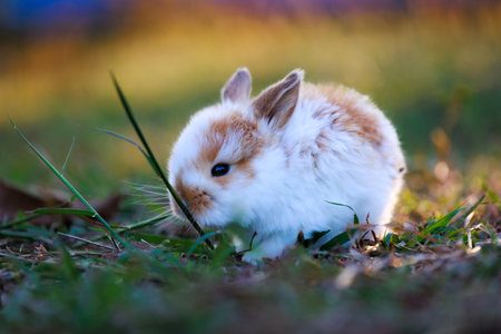 Cute little bunny holland lop sitting and playing on the meadow in the garden.の写真素材