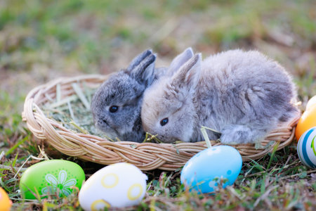 Lovely bunny fluffy baby rabbits with a basket full of colorful easter eggs in the garden. Easter Bunny on a egg hunt. Easter day symbol.の写真素材