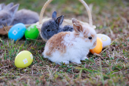 Lovely bunny fluffy baby rabbits with a basket full of colorful easter eggs in the garden. Easter Bunny on a egg hunt. Easter day symbol.