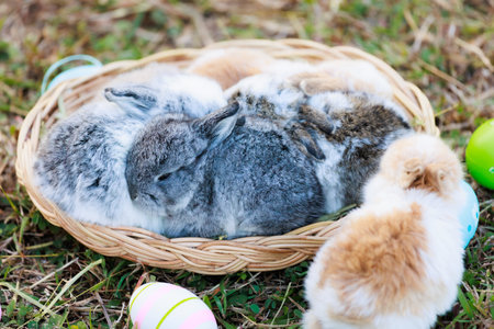 Lovely bunny fluffy baby rabbits with a basket full of colorful easter eggs in the garden. Easter Bunny on a egg hunt. Easter day symbol.の写真素材
