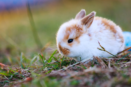 Cute little bunny holland lop sitting and playing on the meadow in the garden.の写真素材