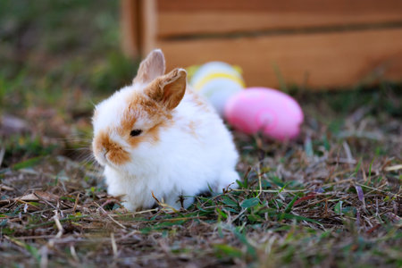 Lovely bunny fluffy baby rabbits with a basket full of colorful easter eggs in the garden. Easter Bunny on a egg hunt. Easter day symbol.の写真素材