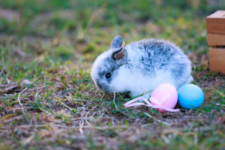 Lovely bunny fluffy baby rabbits with a basket full of colorful easter eggs in the garden. Easter Bunny on a egg hunt. Easter day symbol.の写真素材