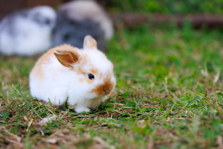 Cute little bunny holland lop sitting and playing on the meadow in the garden.の写真素材