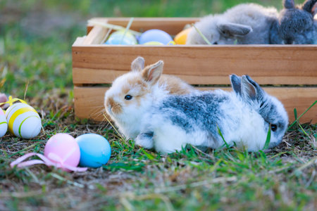 Lovely bunny fluffy baby rabbits with a basket full of colorful easter eggs in the garden. Easter...