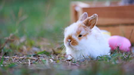 Lovely bunny fluffy baby rabbits with a basket full of colorful easter eggs in the garden. Easter Bunny on a egg hunt. Easter day symbol.の写真素材