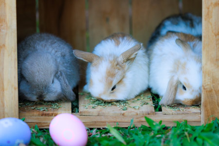 Group of adorable baby bunnies staying and eating dry grass together in the cage wooden house in the garden. Lovely rabbits in natural life.の写真素材