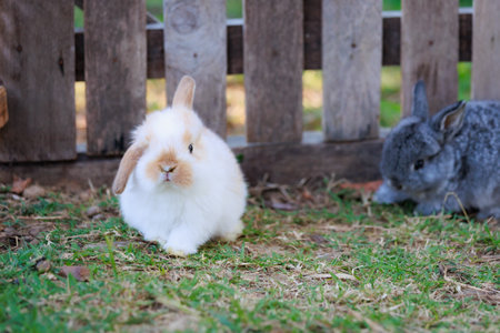 Lovely bunny fluffy baby rabbit staying and playing in the garden.の写真素材