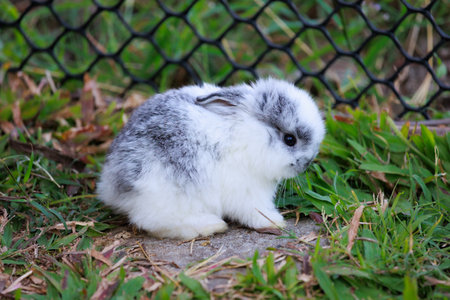Lovely bunny fluffy baby rabbit staying and playing in the garden.の写真素材