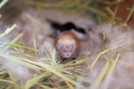Newborn baby holland lop bunny in nest with mommy fur and dry grass. Group of baby rabbit are moving and sleeping around nest. New life of animal concept.の写真素材
