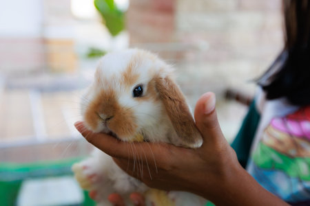 Asian girl holding adorable bunny fluffy in hand with tenderness and love. People take care and play with a pet.の写真素材