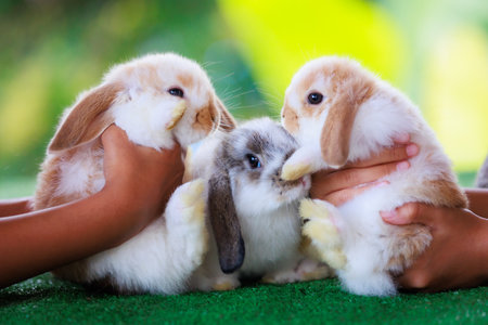Child hand holding lovely baby bunnies Holland lop on hand and staying on artificial green grass with friend. Symbol of Easter day.の写真素材