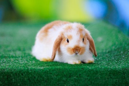 Adorable baby bunny Holland lop staying on artificial green grass with green nature background. Symbol of Easter day.の写真素材
