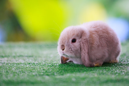 Adorable baby bunny Holland lop staying on artificial green grass with green nature background. Symbol of Easter day.の写真素材