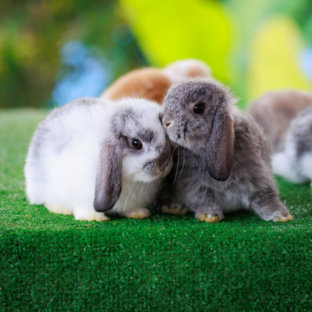 Group of lovely baby bunnies Holland lop sitting on artificial green grass together. Symbol of Easter day.の写真素材