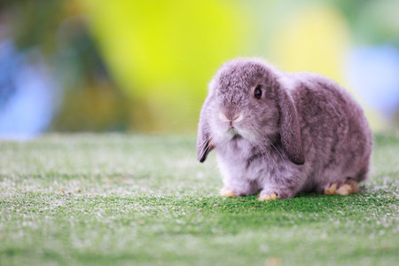 Adorable baby bunny Holland lop staying on artificial green grass with green nature background. Symbol of Easter day.の写真素材