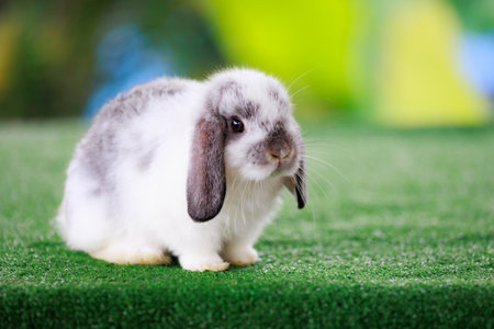 Adorable baby bunny Holland lop staying on artificial green grass with green nature background. Symbol of Easter day.の写真素材