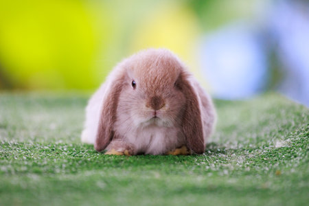 Adorable baby bunny Holland lop staying on artificial green grass with green nature background. Symbol of Easter day.の写真素材