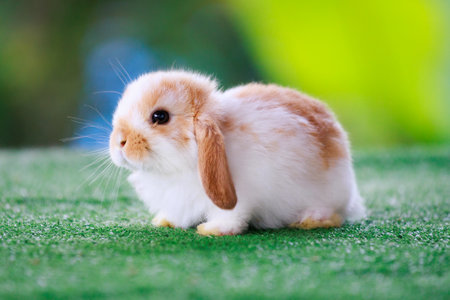Adorable baby bunny Holland lop staying on artificial green grass with green nature background. Symbol of Easter day.の写真素材