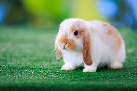 Adorable baby bunny Holland lop staying on artificial green grass with green nature background. Symbol of Easter day.の写真素材