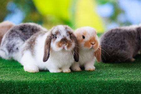 Group of lovely baby bunnies Holland lop sitting on artificial green grass together. Symbol of Easter day.の写真素材