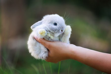Woman hand holding adorable baby bunny in the garden with love and tenderness. People and pet is friendship.の写真素材