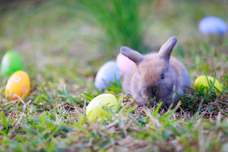 Lovely bunny fluffy baby rabbit with colorful easter eggs in the garden. Easter Bunny with eggs hunt. Symbol of Easter day.の写真素材
