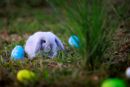 Lovely bunny fluffy baby rabbit with colorful easter eggs in the garden. Easter Bunny with eggs hunt. Symbol of Easter day.の写真素材