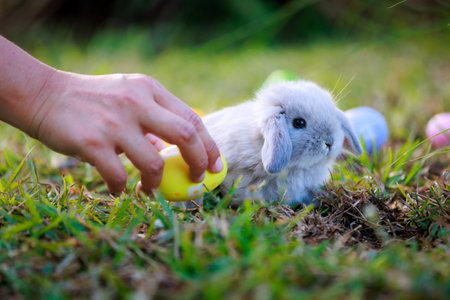 Adorable little bunny holland lop eating a green grass and staying in the meadow and child enjoy to collect Easter eggs around rabbits in the garden. Easter egg hunt.の写真素材
