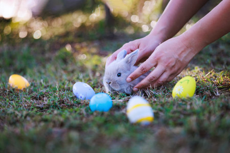 Adorable little bunny holland lop eating a green grass and staying in the meadow and child enjoy to collect Easter eggs around rabbits in the garden. Easter egg hunt.の写真素材