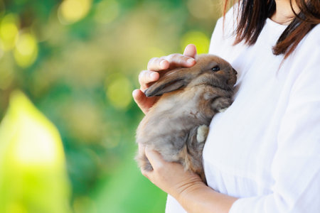 Adorable little bunny laying down in woman chest. Woman hugging and cuddling her pet holland lop rabbit with love and tenderness.の写真素材