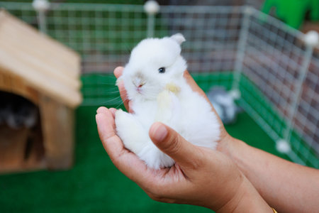 White adorable little bunny laying down in woman hands in the garden. Woman carrying and playing with her pet with love and tenderness. Symbol of Easter day.の写真素材