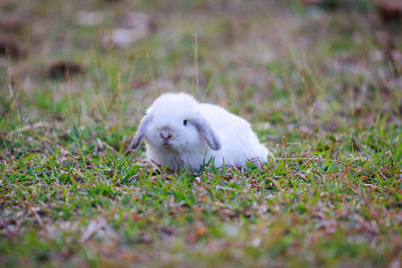 Cute little bunny holland lop sitting and playing on the meadow in the garden. Symbol of Easter holiday.の写真素材