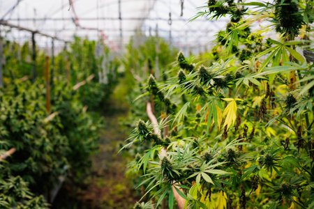 Cannabis plants in a marijuana greenhouse farm. Green leaf of Hemp, Marijuana flower for experiment in medical science. Medicinal cannabis field cultivation.の写真素材