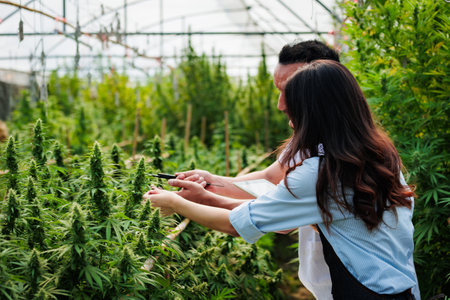 Scientists and farmer researching together and using tablet to collect data in Cannabis farm. Cannabis Cultivation and Hemp Oil Research concept. Medical marijuana plantation.の写真素材