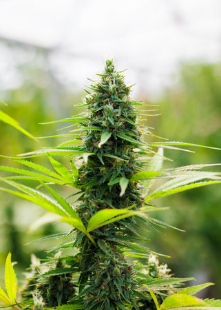 Cannabis plants in a marijuana greenhouse farm. Green leaf of Hemp, Marijuana flower for experiment in medical science. Medicinal cannabis field cultivation.の写真素材