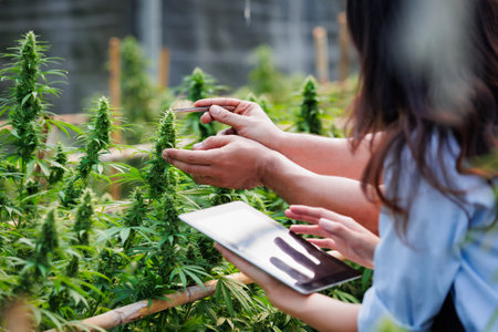 Scientists and farmer researching together and using tablet to collect data in Cannabis farm. Cannabis Cultivation and Hemp Oil Research concept. Medical marijuana plantation.の写真素材
