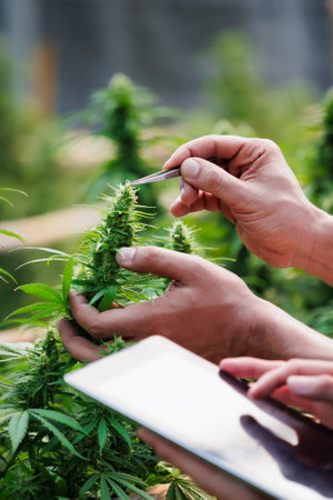 Close up on hand of scientists and farmer researching together and using tablet to collect data in Cannabis farm. Cannabis Cultivation and Hemp Oil Research concept. Medical marijuana plantation.の写真素材