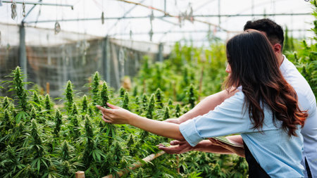 Scientists and farmer researching together and using tablet to collect data in Cannabis farm. Cannabis Cultivation and Hemp Oil Research concept. Medical marijuana plantation.の写真素材