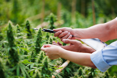 Close up on hand of scientists and farmer researching together and using tablet to collect data in Cannabis farm. Cannabis Cultivation and Hemp Oil Research concept. Medical marijuana plantation.の写真素材
