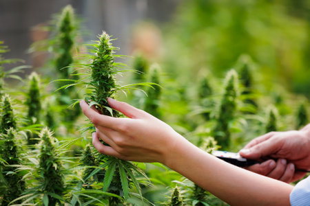 Close up on hand of scientists and farmer researching and checking cannabis plant together in Cannabis farm. Cannabis cultivation and Hemp oil research concept. Medical marijuana plantation.の写真素材