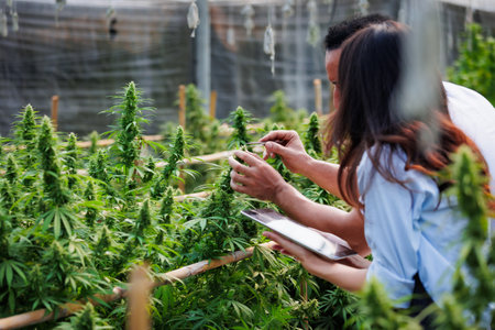 Scientists and farmer researching together and using tablet to collect data in Cannabis farm. Cannabis Cultivation and Hemp Oil Research concept. Medical marijuana plantation.の写真素材