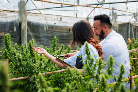 Scientists and farmer researching together and using tablet to collect data in Cannabis farm. Cannabis Cultivation and Hemp Oil Research concept. Medical marijuana plantation.の写真素材