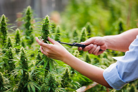 Close up on hand of scientists and farmer researching and checking cannabis plant together in Cannabis farm. Cannabis cultivation and Hemp oil research concept. Medical marijuana plantation.の写真素材