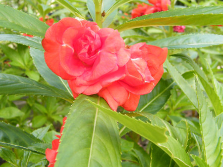 species of balsam plantの写真素材