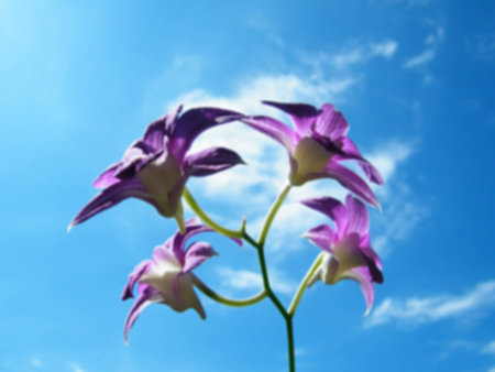 Orchid and skyの写真素材