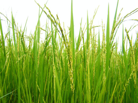 Rice paddyの写真素材