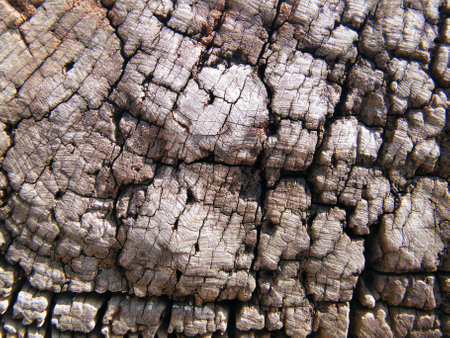 Bark surface with cracksの写真素材
