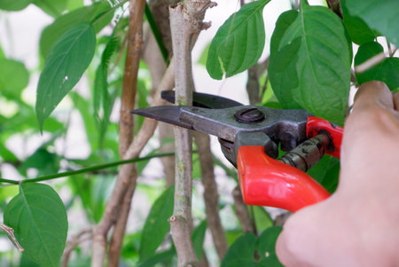 Right hand cut branches with pruning shearsの写真素材